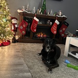 Entry image for Oreo