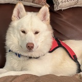 Entry image for jackson