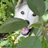 Entry image for Norway