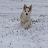 Entry image for Chai