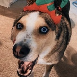 Entry image for Apache