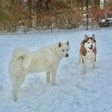 Entry image for Hondo and Rory 