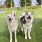 Entry image for Molly and Mac