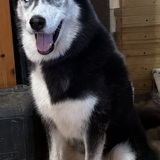 Entry image for Vader