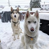 Entry image for Charlie and Arnie