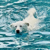 Entry image for Lola