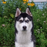 Entry image for Milo