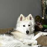 Entry image for Tikaani