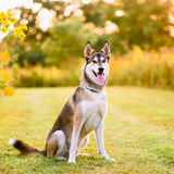 Entry image for Wesson