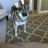 Entry image for Moya 