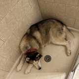 Entry image for Zeus