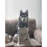 Entry image for Everest 