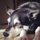 Entry image for Tiki