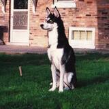 Entry image for Blue Dog