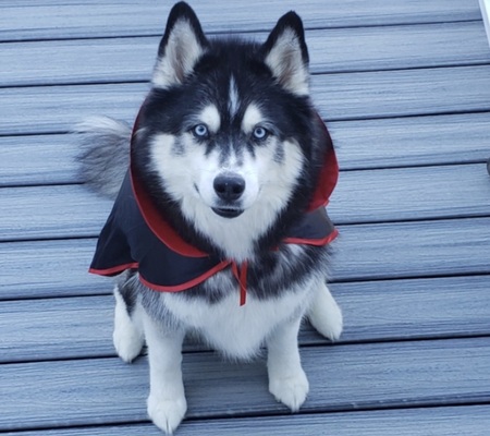 Entry image for Kenai. Clicking this image will show a larger photo