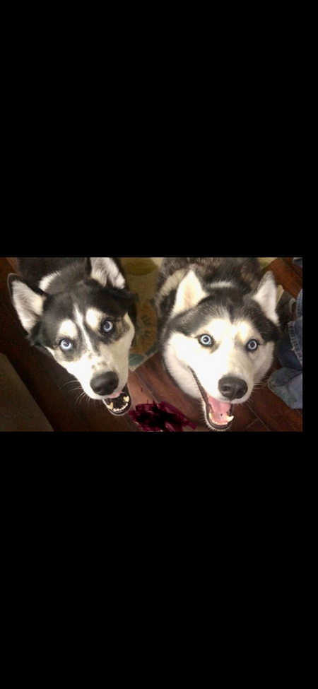 Entry image for Nova Boo and Memphis Jazz. Clicking this image will show a larger photo
