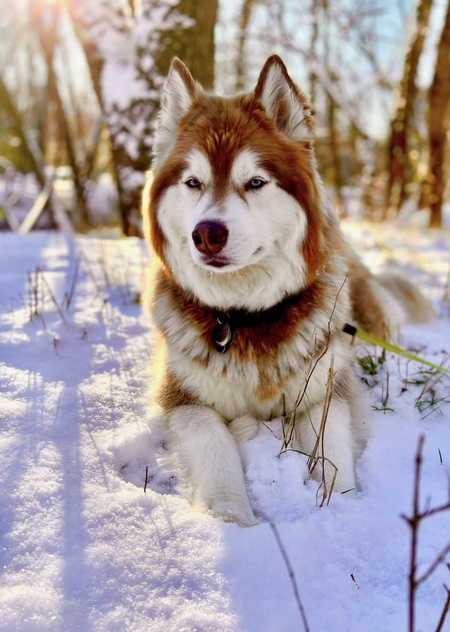 Entry image for Xena. Clicking this image will show a larger photo