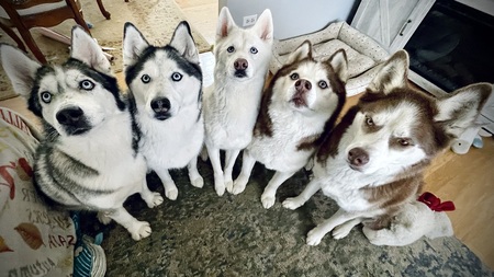 Entry image for Sasha, Storm, Sky, Chance & Autumn . Clicking this image will show a larger photo