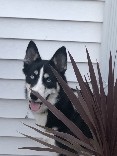 Entry image for Ariel. Clicking this image will show a larger photo
