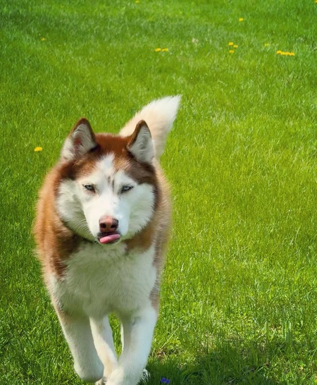 Entry image for Rory . Clicking this image will show a larger photo