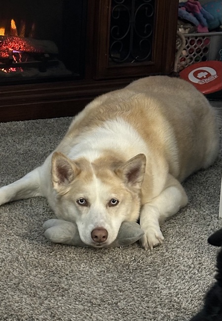 Entry image for Abby. Clicking this image will show a larger photo