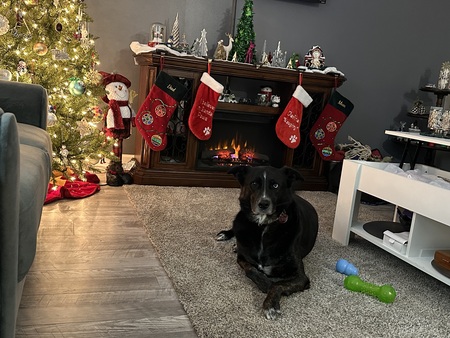 Entry image for Oreo. Clicking this image will show a larger photo