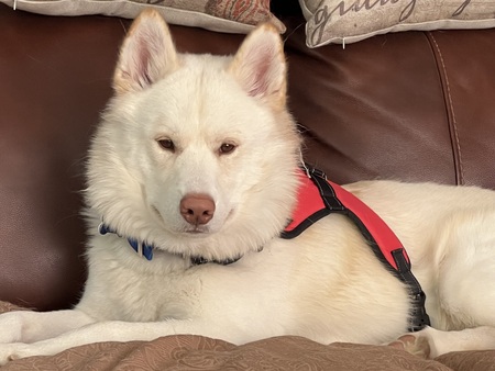 Entry image for jackson. Clicking this image will show a larger photo