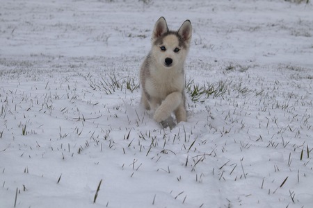 Entry image for Chai. Clicking this image will show a larger photo