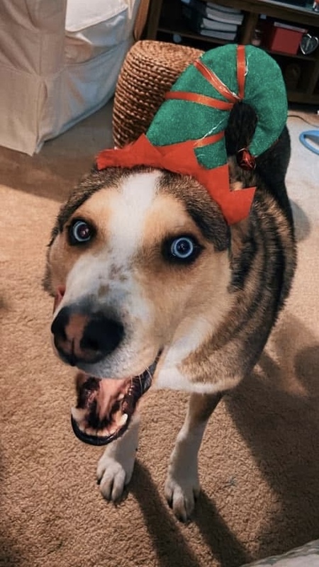 Entry image for Apache. Clicking this image will show a larger photo