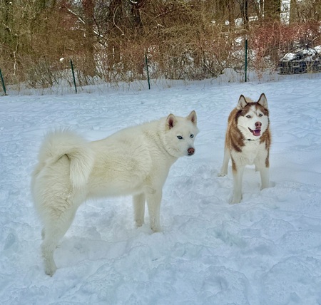 Entry image for Hondo and Rory . Clicking this image will show a larger photo