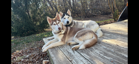 Entry image for Ruby and Evie. Clicking this image will show a larger photo