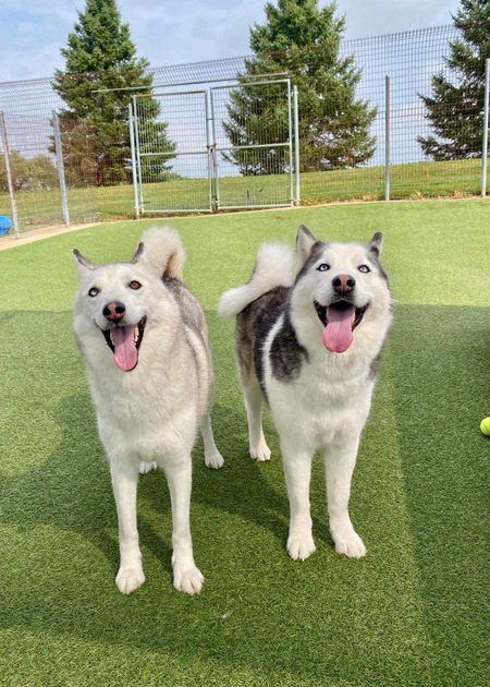 Entry image for Molly and Mac. Clicking this image will show a larger photo