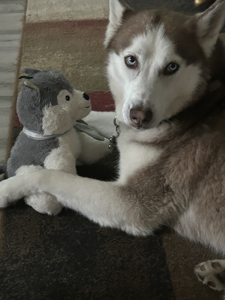 Entry image for Kira. Clicking this image will show a larger photo