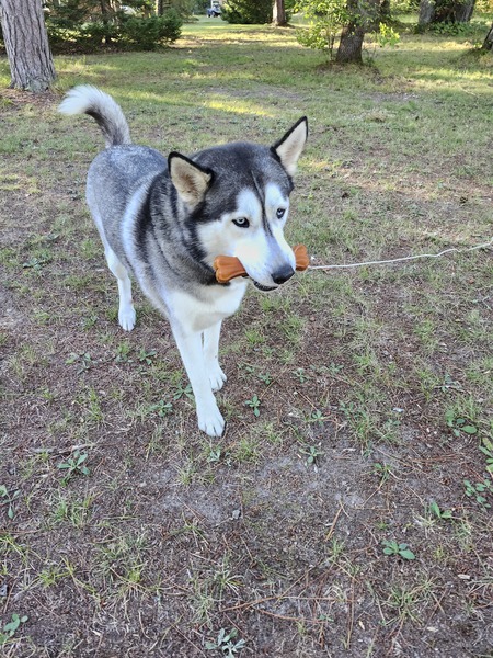 Entry image for Sky. Clicking this image will show a larger photo