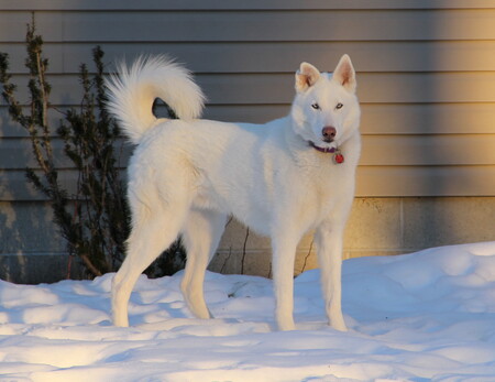 Entry image for Ivan. Clicking this image will show a larger photo