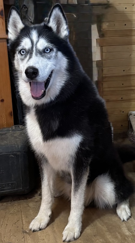 Entry image for Vader. Clicking this image will show a larger photo