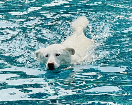 Entry image for Lola. Clicking this image will show a larger photo