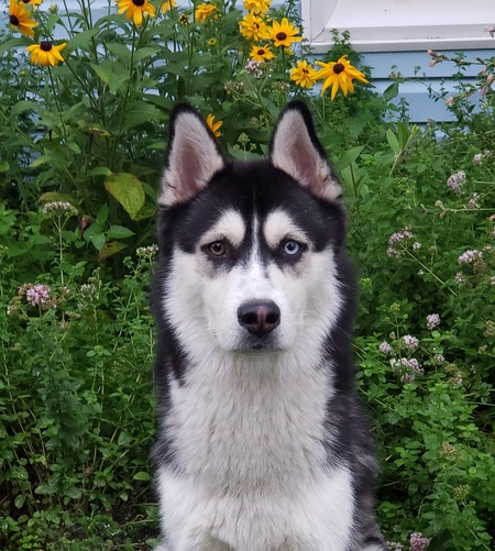 Entry image for Milo. Clicking this image will show a larger photo