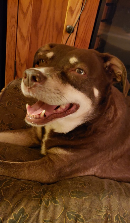 Entry image for Daisy. Clicking this image will show a larger photo