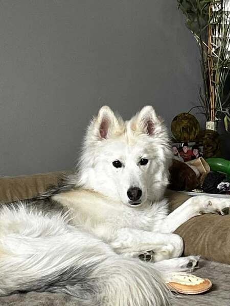 Entry image for Tikaani. Clicking this image will show a larger photo