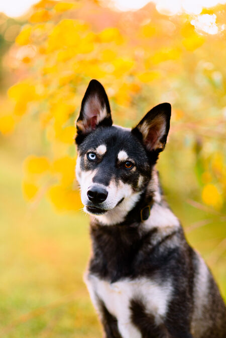 Entry image for Winnie. Clicking this image will show a larger photo