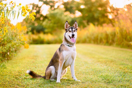 Entry image for Wesson. Clicking this image will show a larger photo