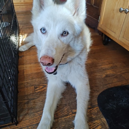 Entry image for Ruger. Clicking this image will show a larger photo