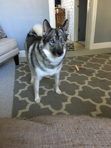 Entry image for Moya . Clicking this image will show a larger photo