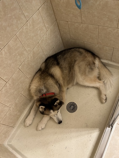 Entry image for Zeus. Clicking this image will show a larger photo