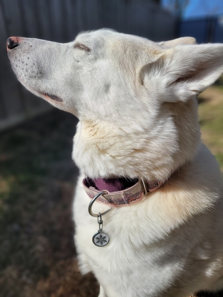 Entry image for Kona. Clicking this image will show a larger photo