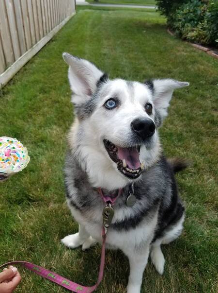 Entry image for Luna. Clicking this image will show a larger photo