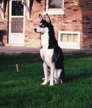 Entry image for Blue Dog. Clicking this image will show a larger photo