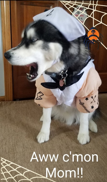 Entry image for Kenai. Clicking this image will show a larger photo