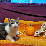 Entry image for Maple the Cat